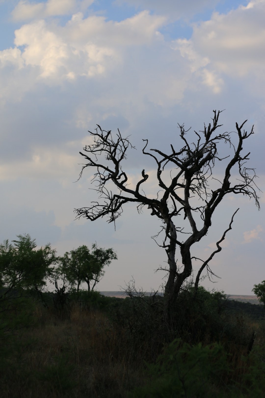 Commercial Property for Sale in Lekwena Wildlife Estate North West